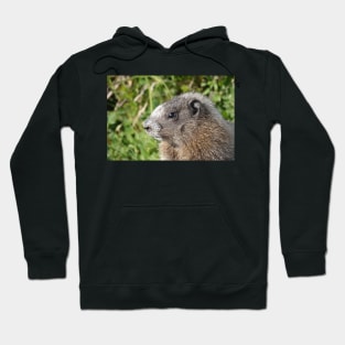 Young hoary marmot Hoodie